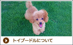 トイプードルについて