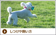 しつけや飼い方
