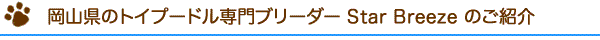 岡山県のトイプードル専門ブリーダーStar Breeze スターブリーズのご紹介